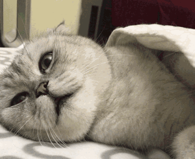 猫咪搞笑表情图标